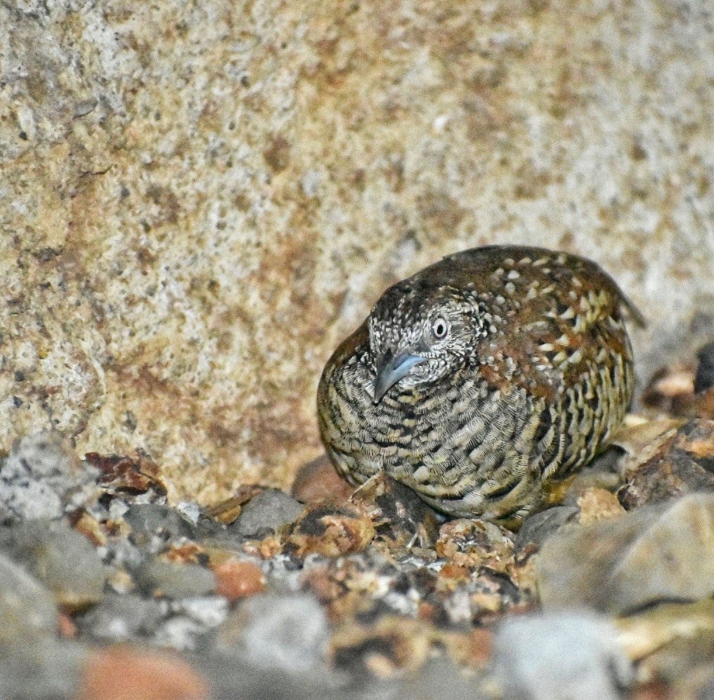 Barred Button Quail