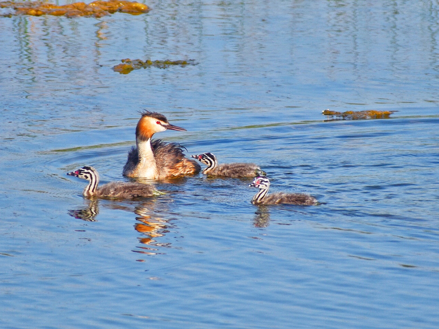 Great Crested Grebe