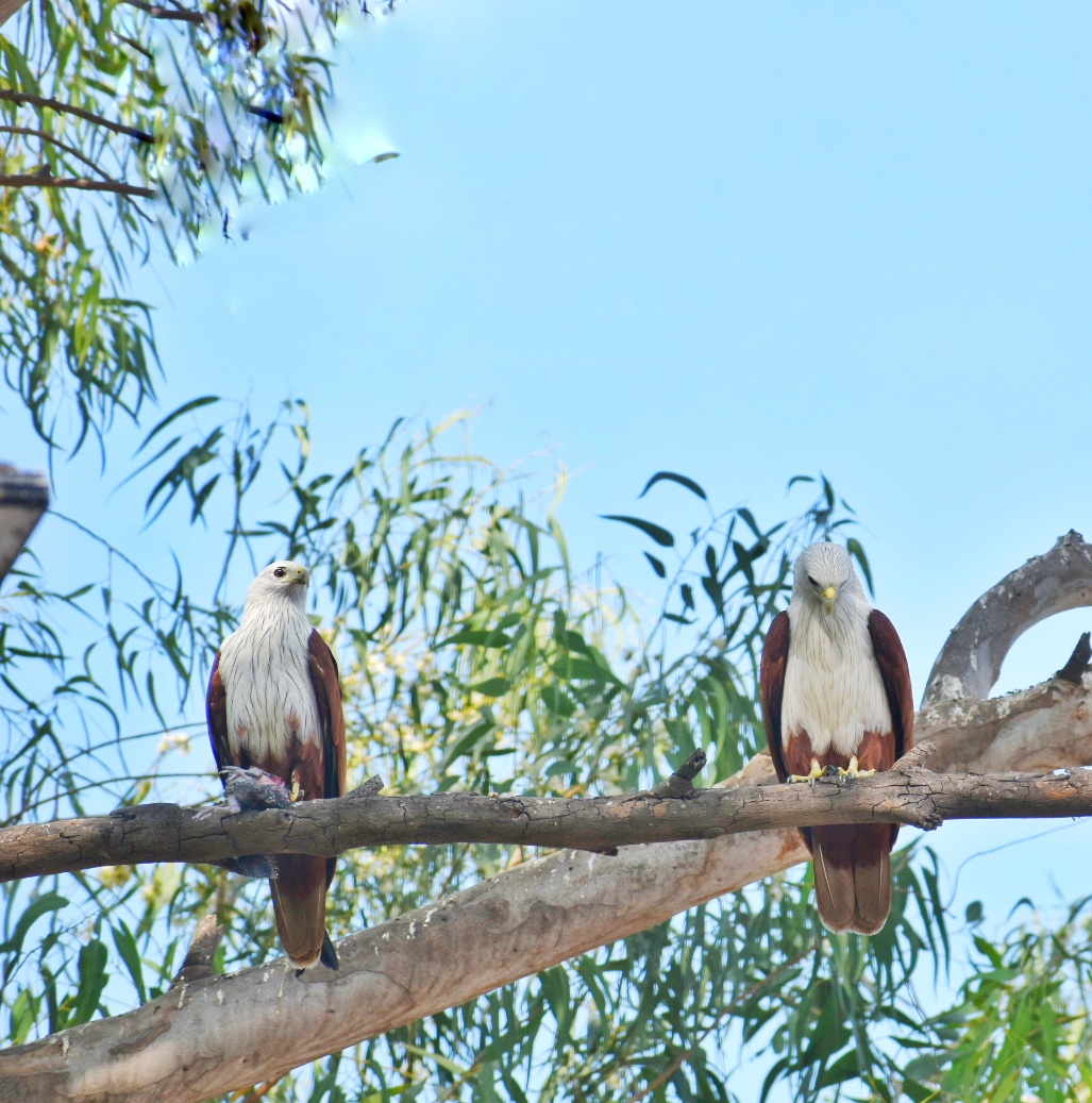 Brahminy Kite