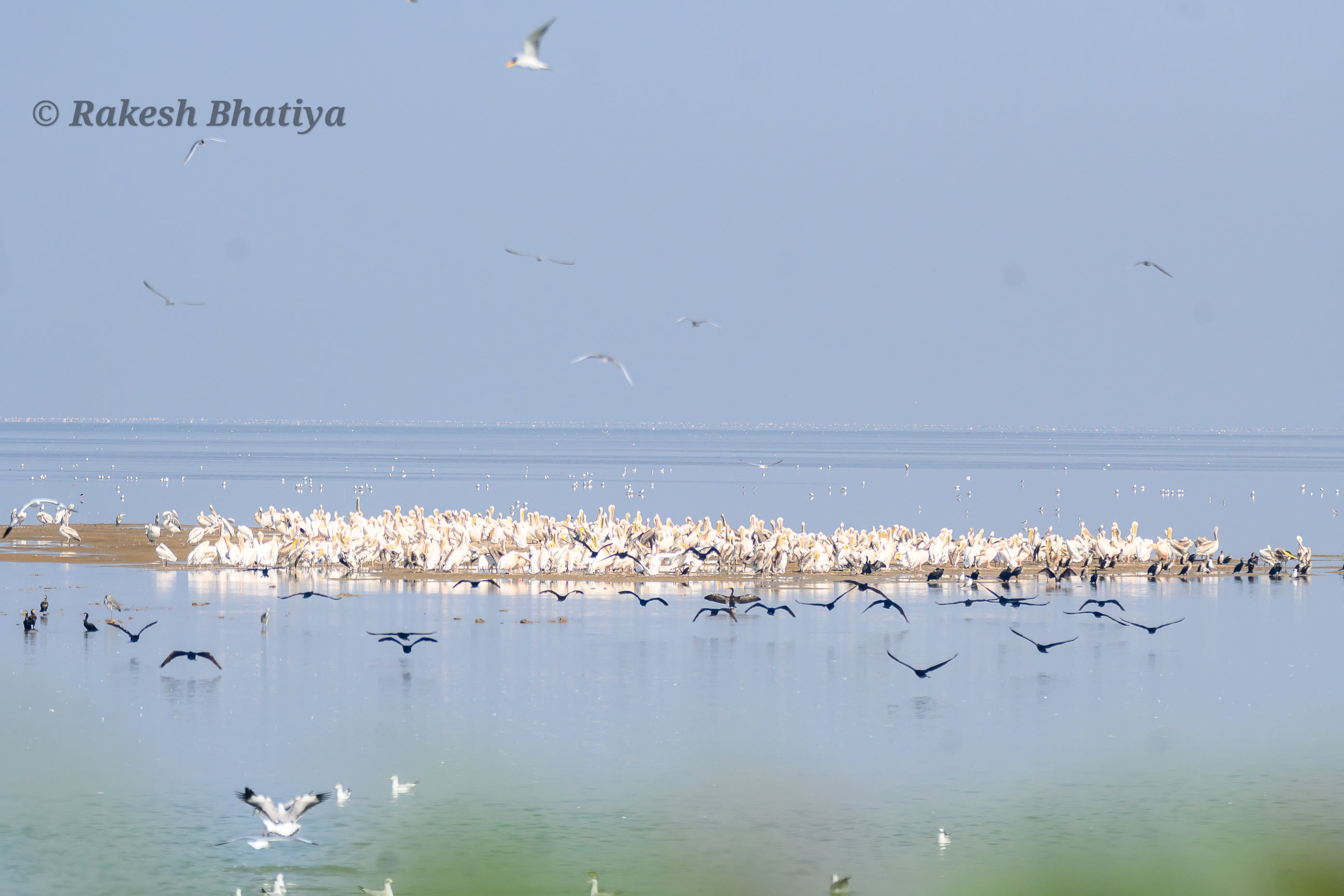 Great White Pelican