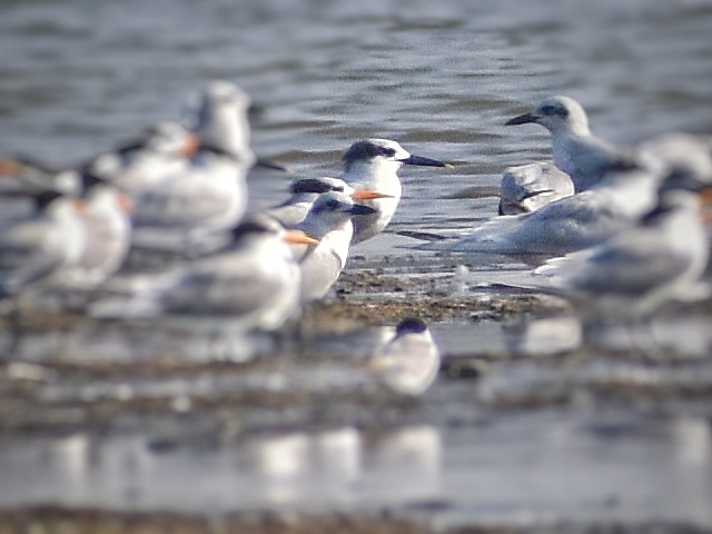 Sandwich Tern
