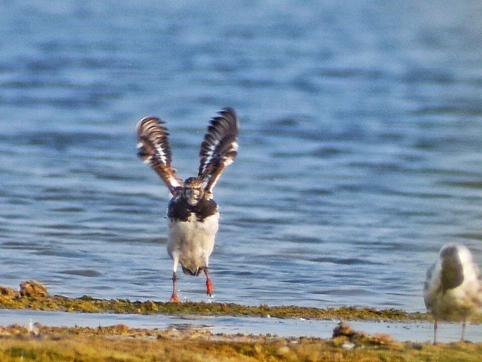 Ruddy Turnstone