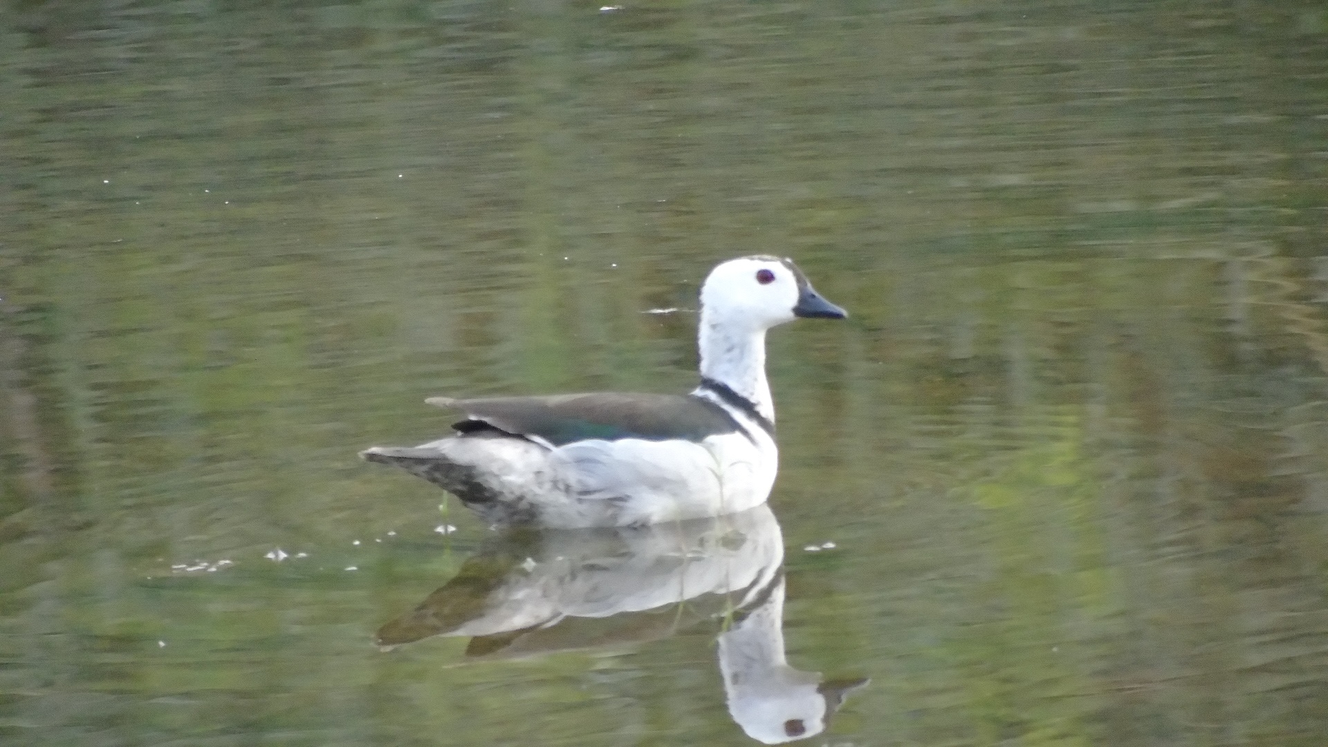 Cotton Pygmy-goose