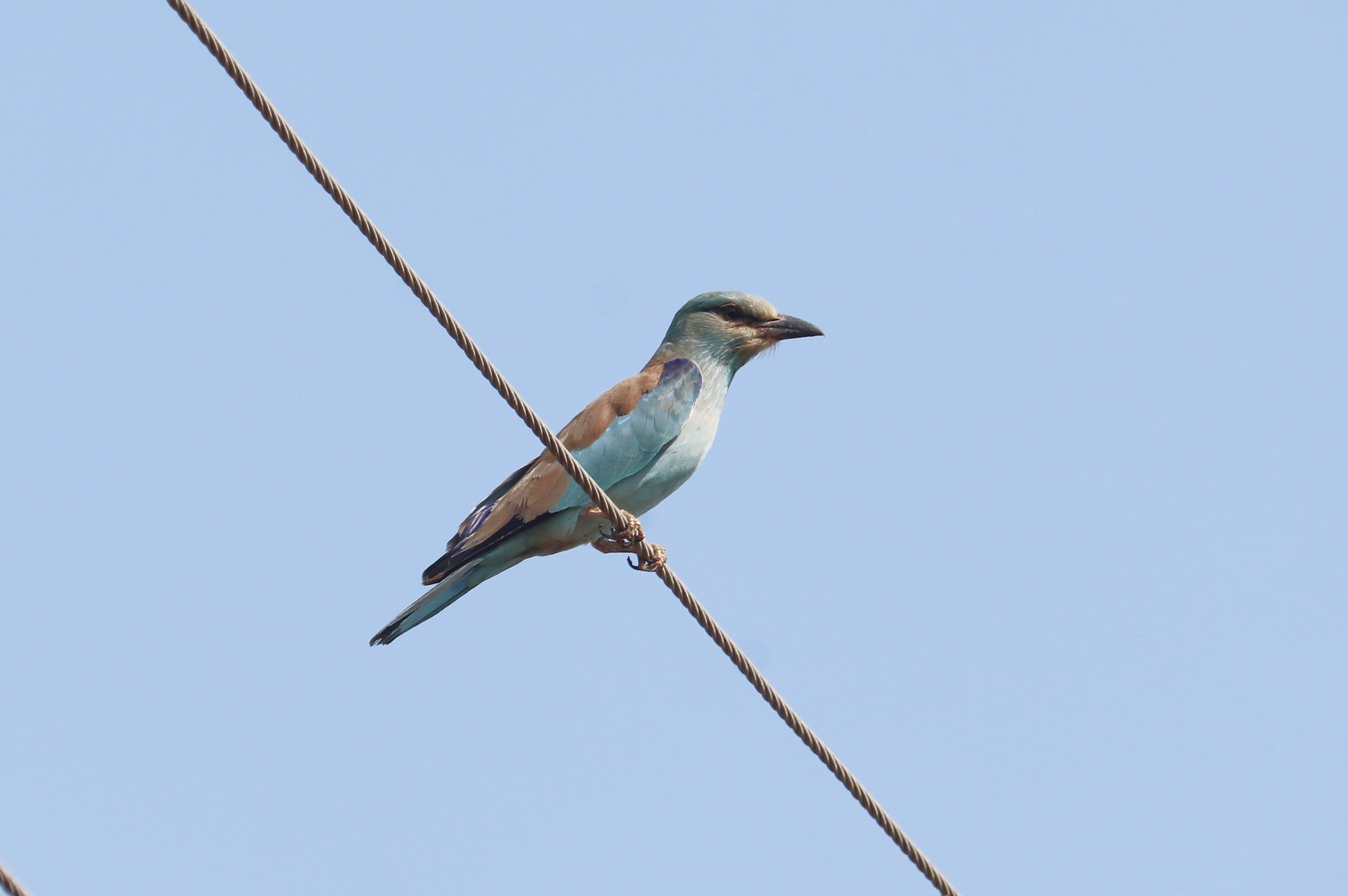 European Roller