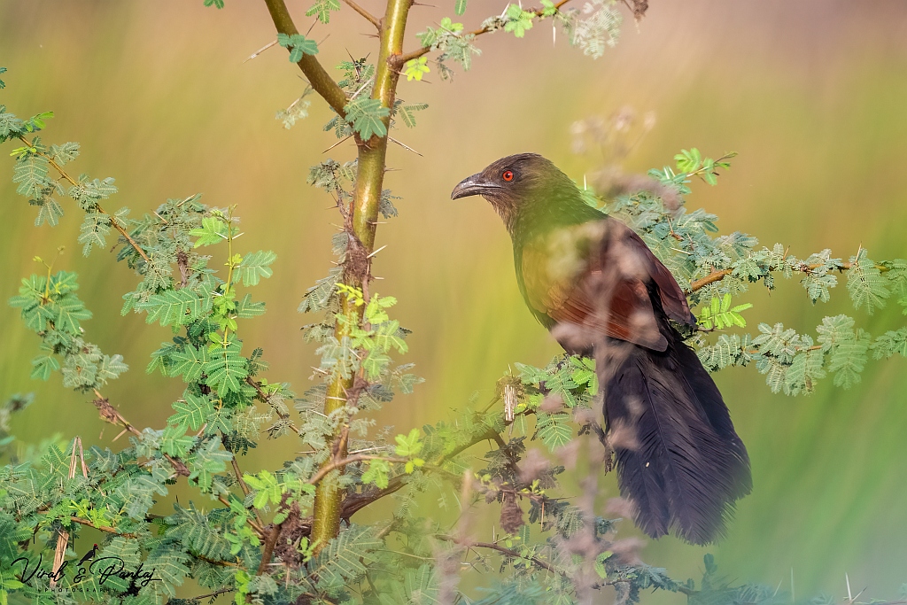 Greater Coucal