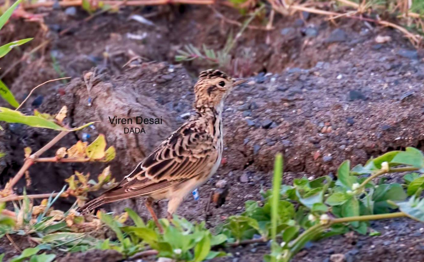 Oriental Sky Lark