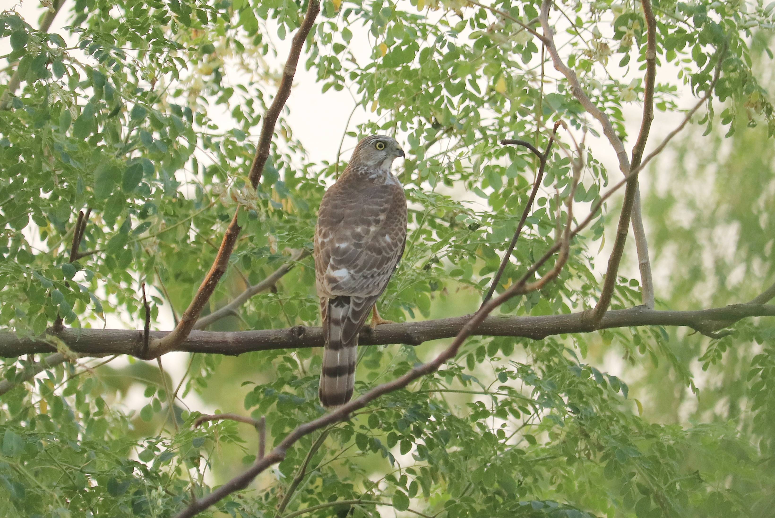 Shikra