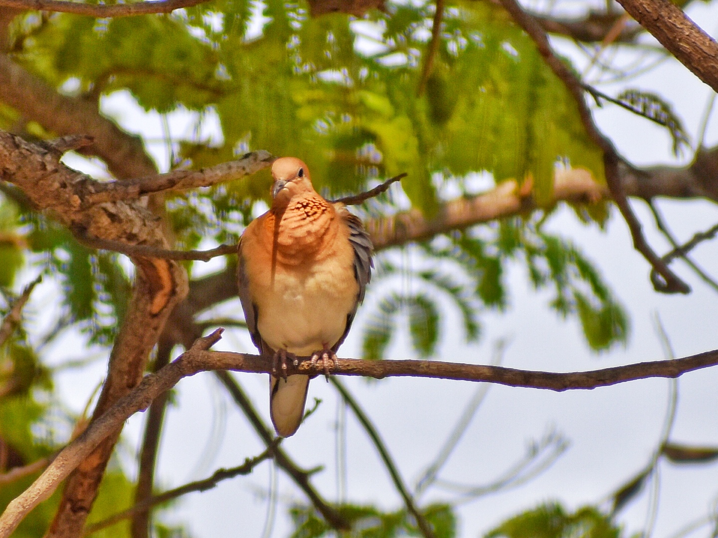 Laughing Dove