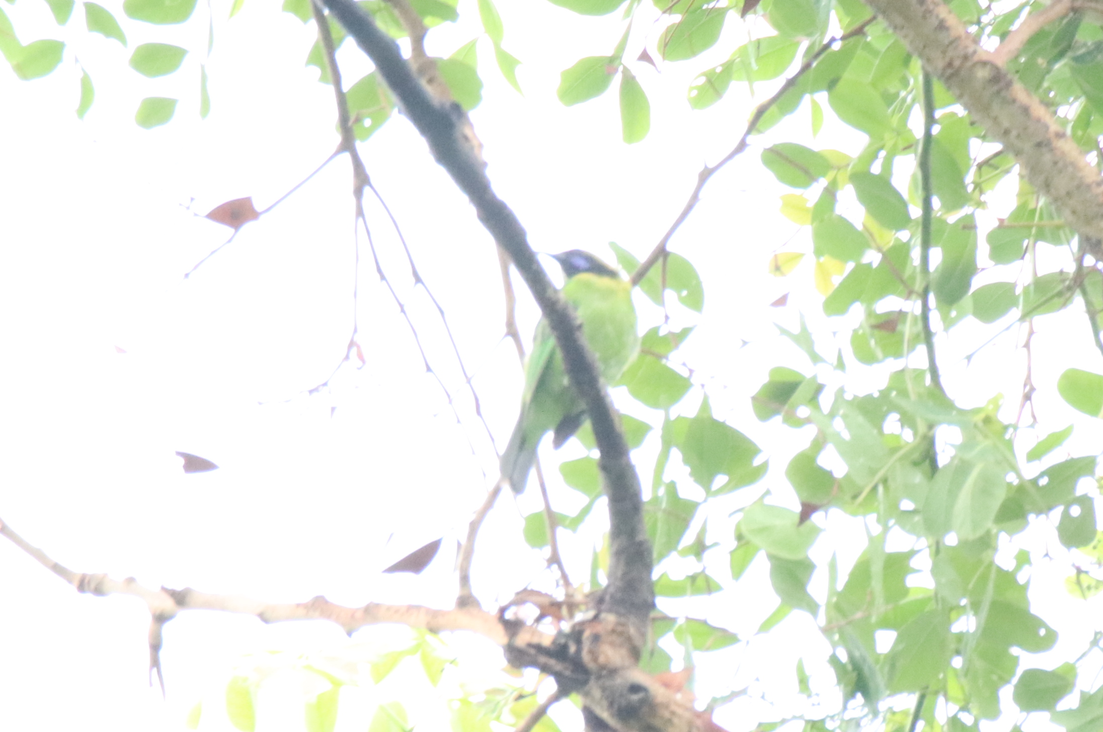 Gold-fronted Leafbird