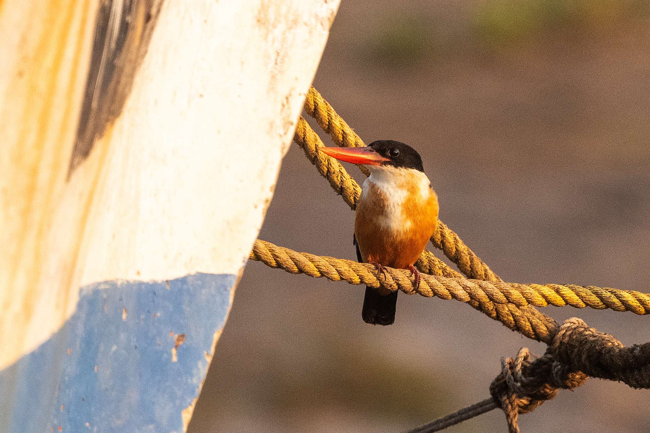 Black-capped Kingfisher