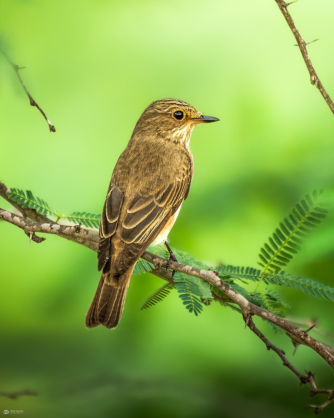 Spotted Flycatcher