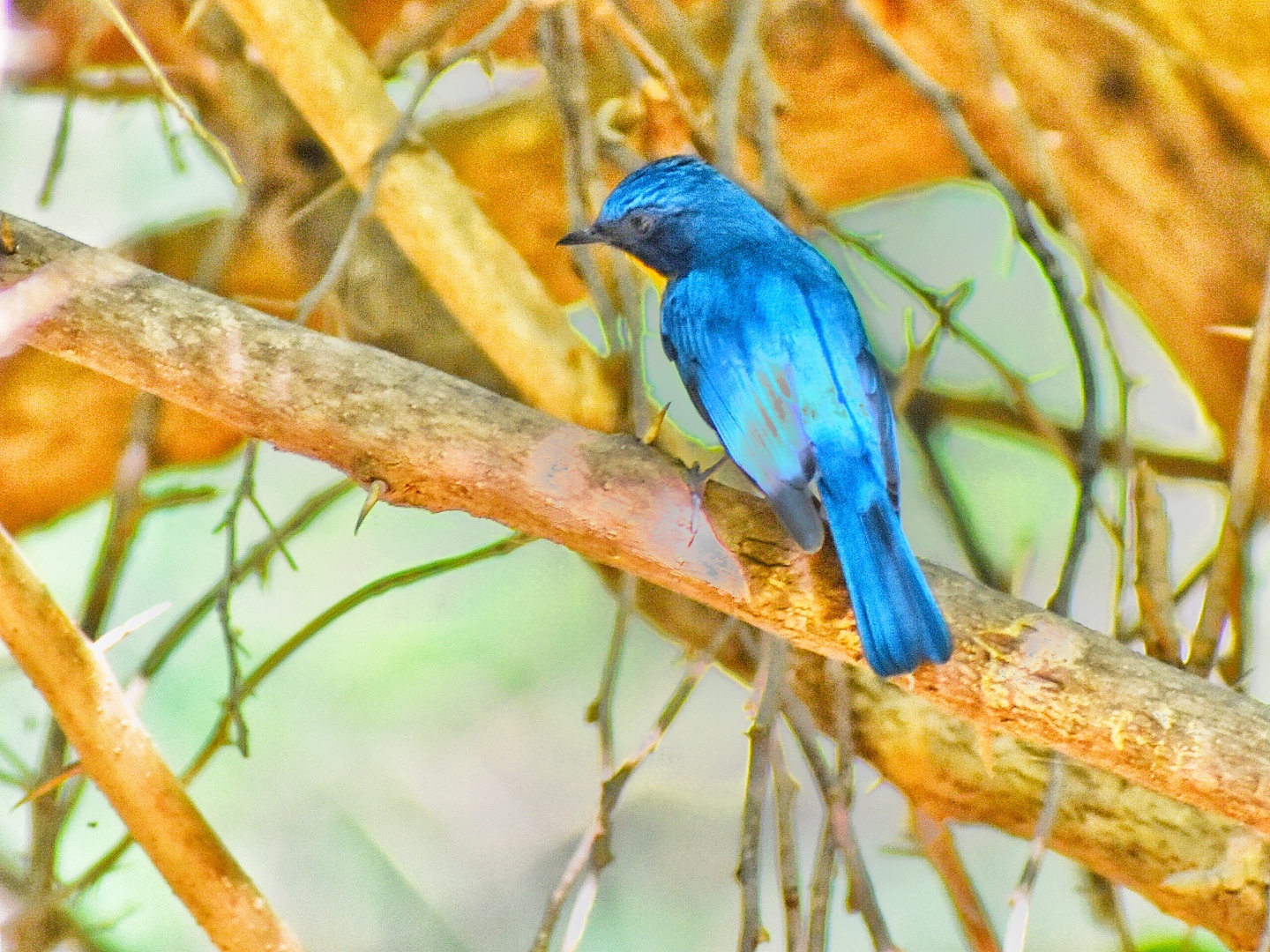 Blue-throated Blue Flycatcher
