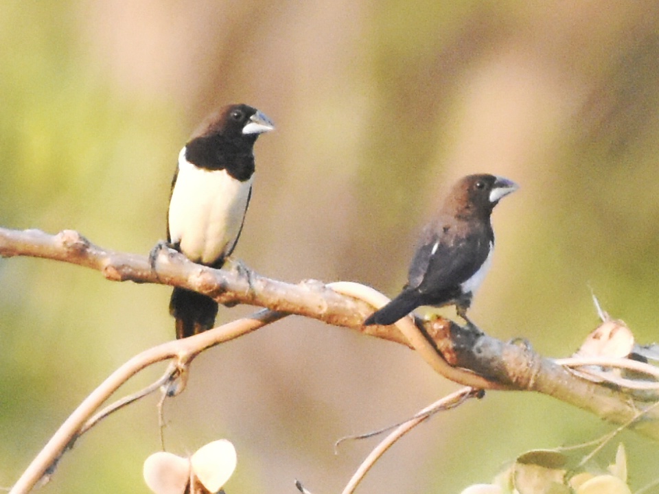 White-rumped Munia