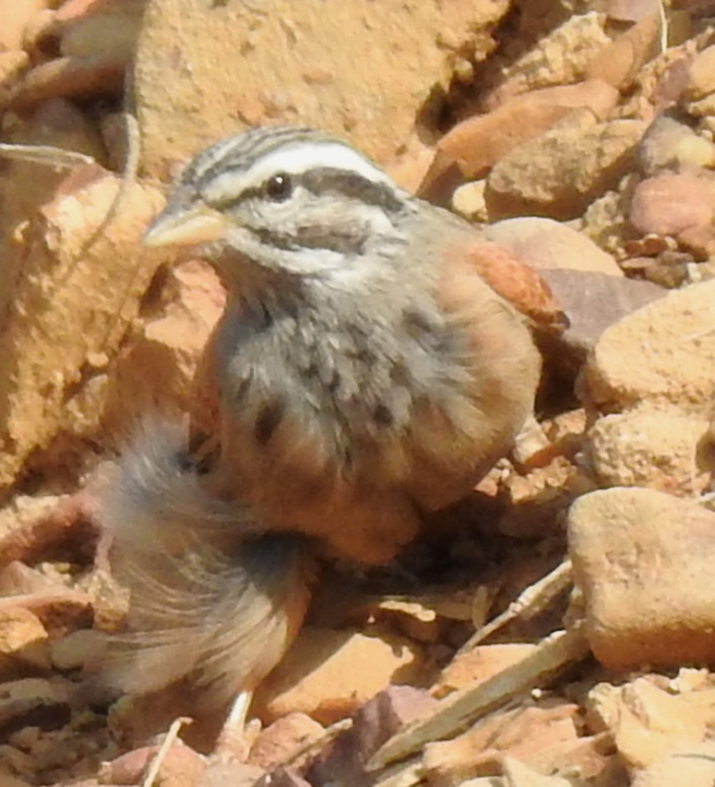 Striolated Bunting