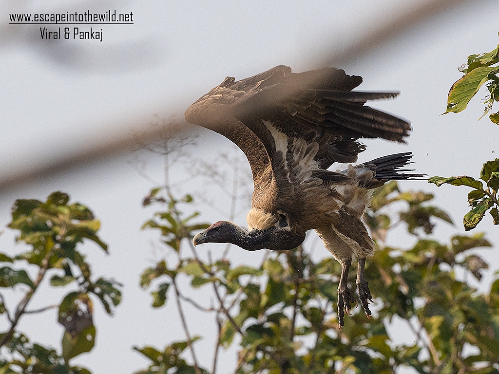 Long-billed Vulture