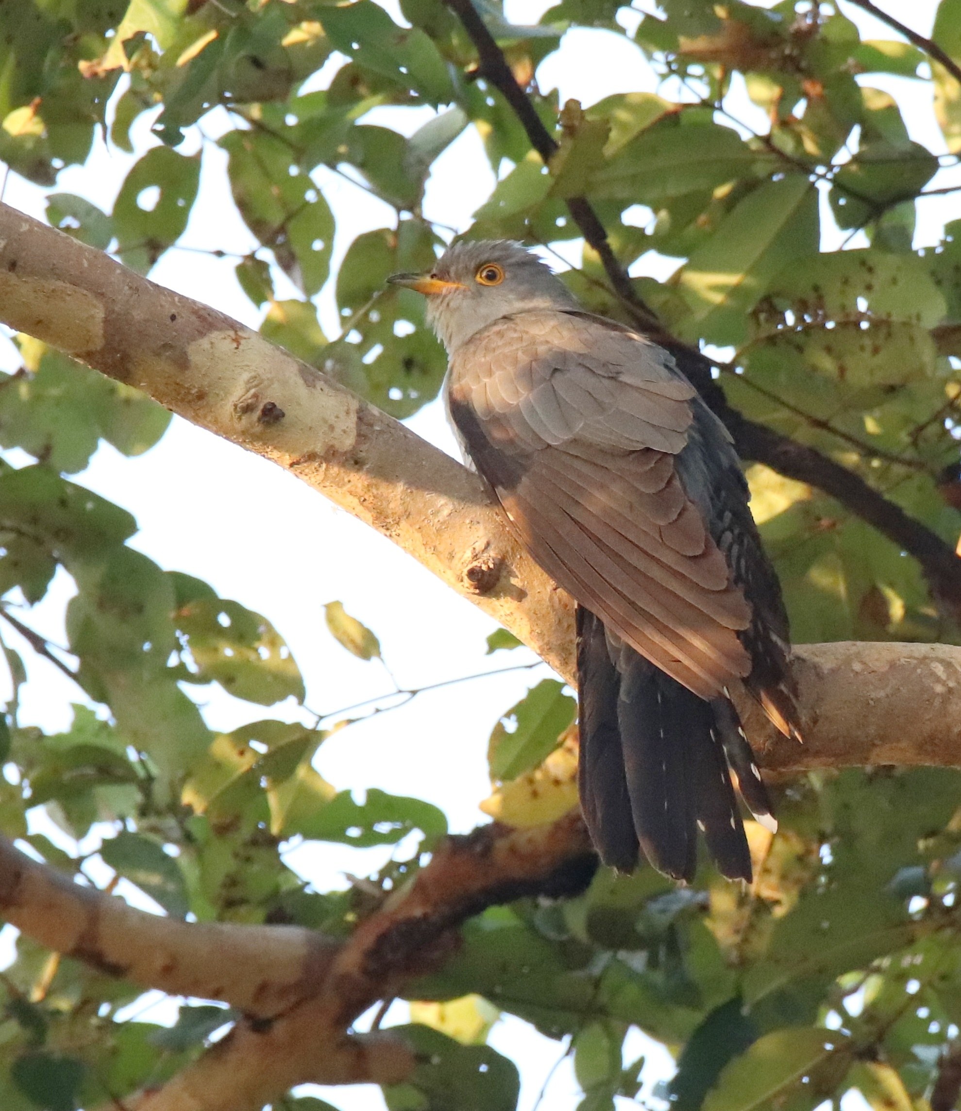 Common Cuckoo