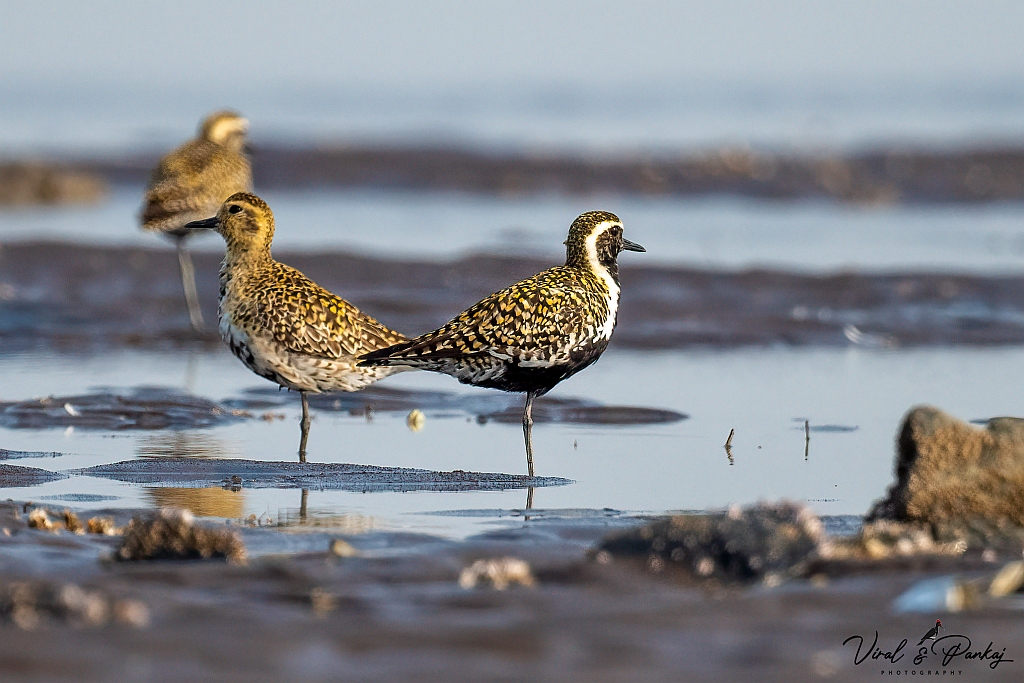 Pacific Golden Plover
