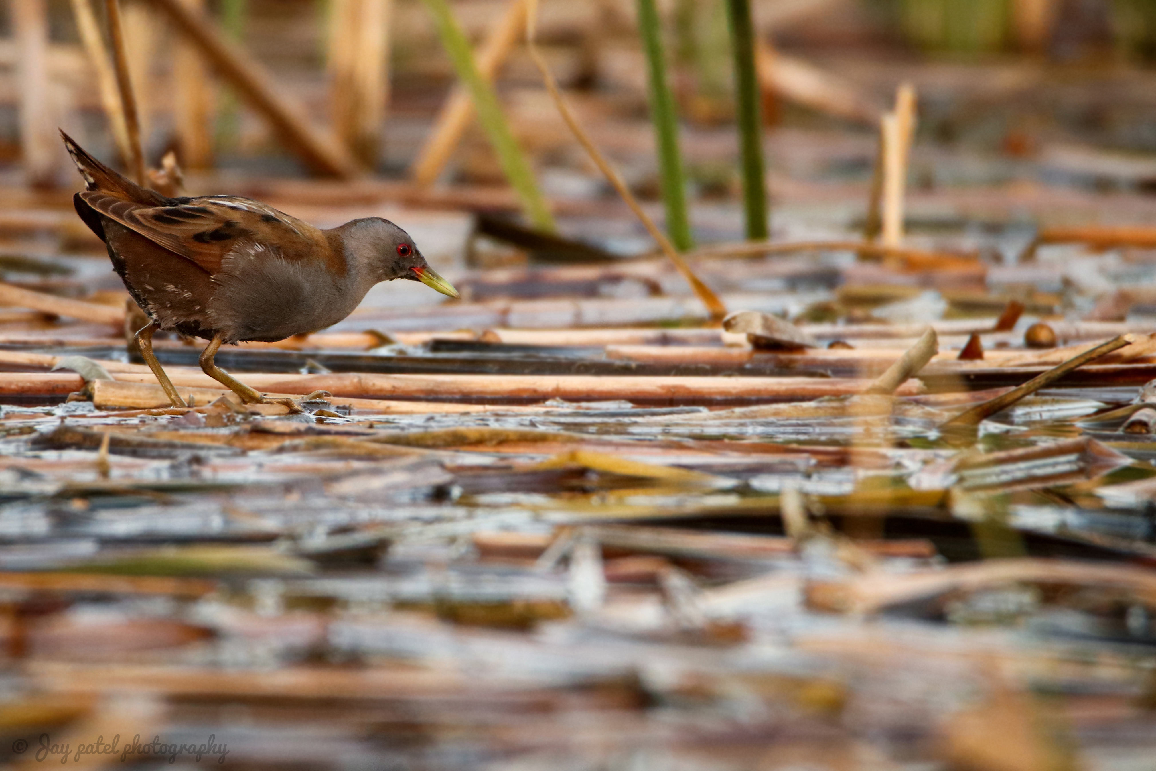 Little Crake 