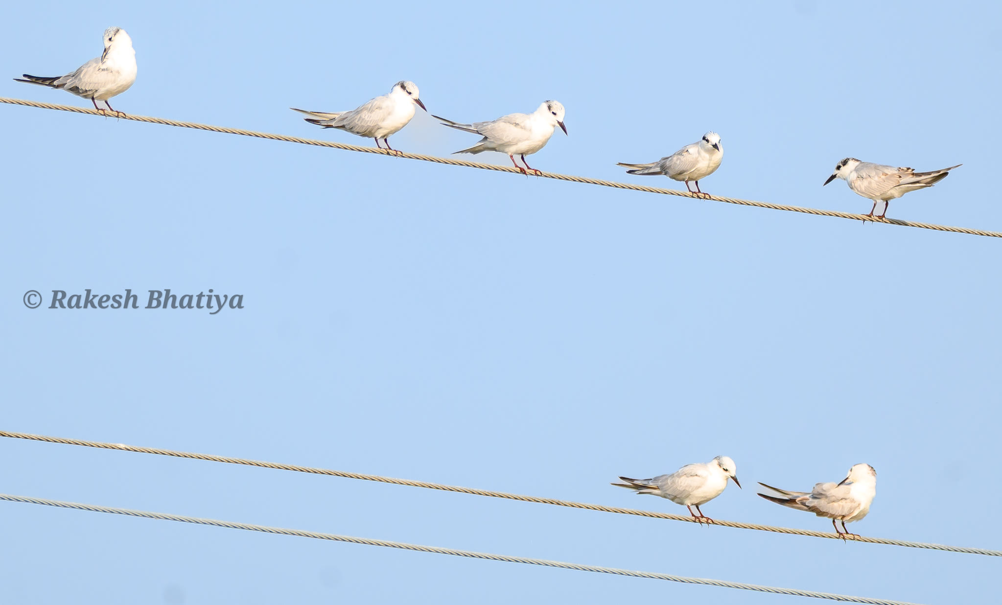 Whiskered Tern