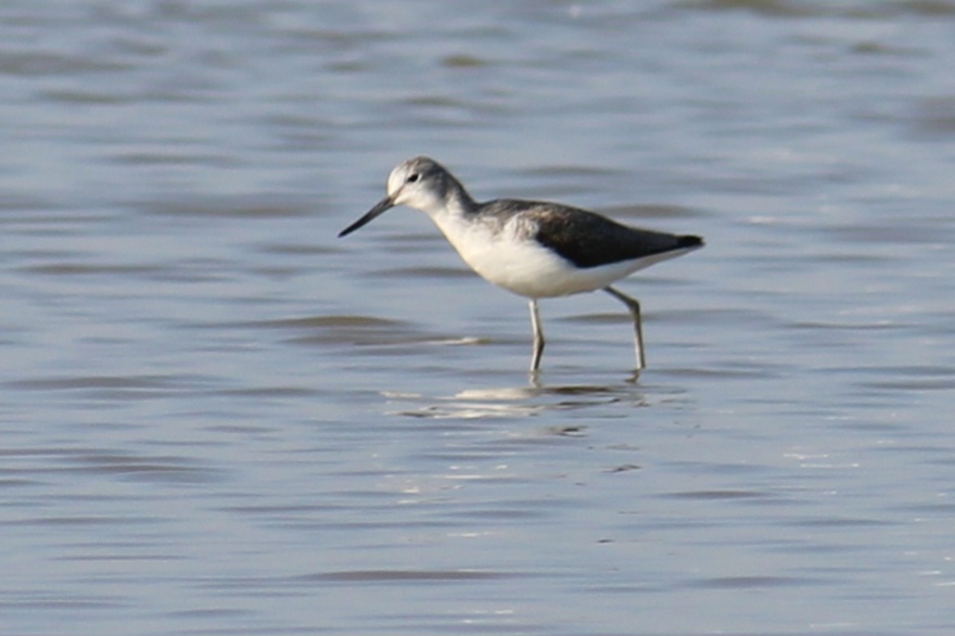 Common Greenshank