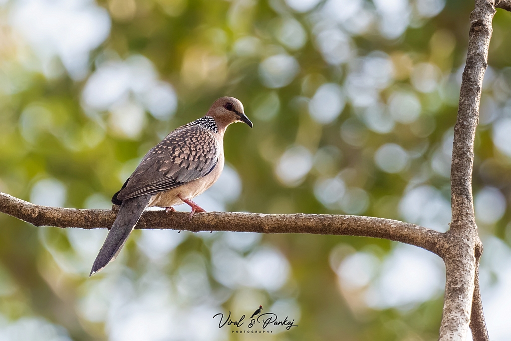 Spotted Dove