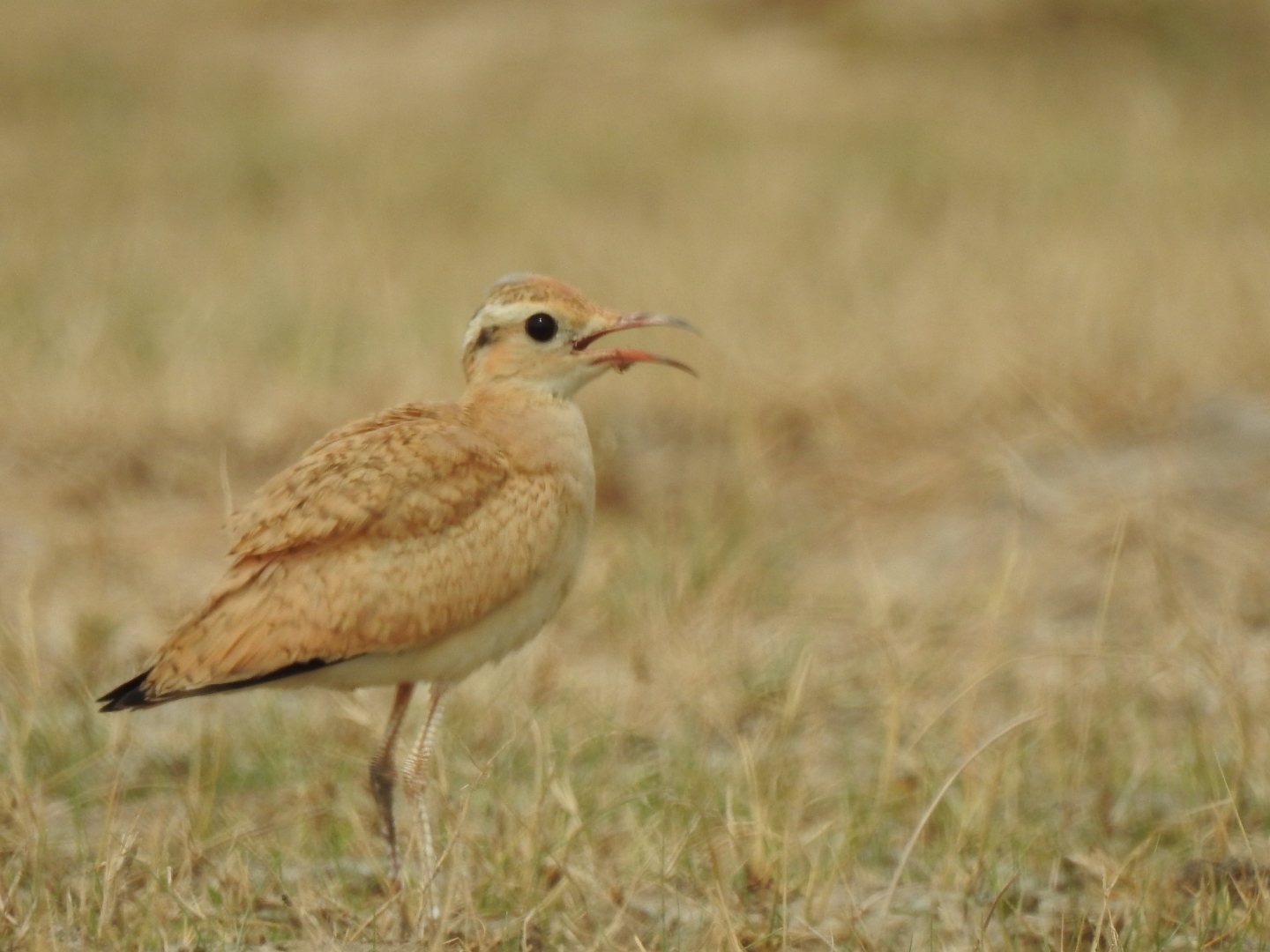 Cream Coloured Courser