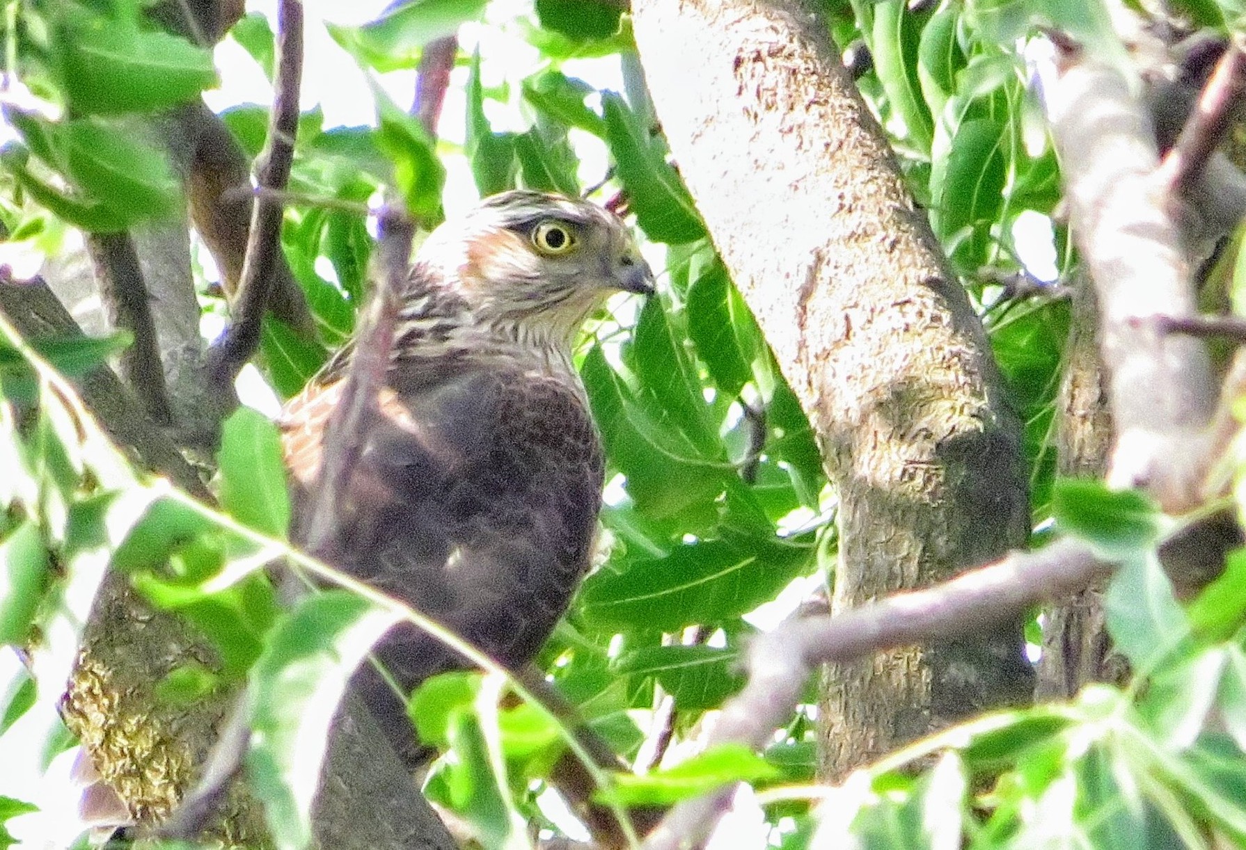 Eurasian Sparrowhawk