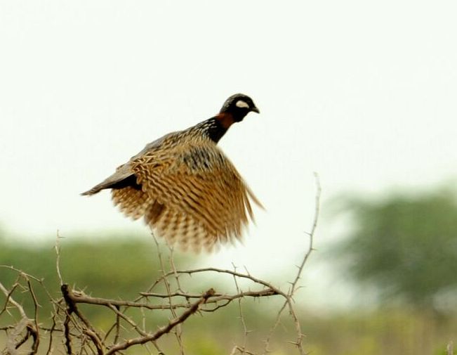 Black Francolin