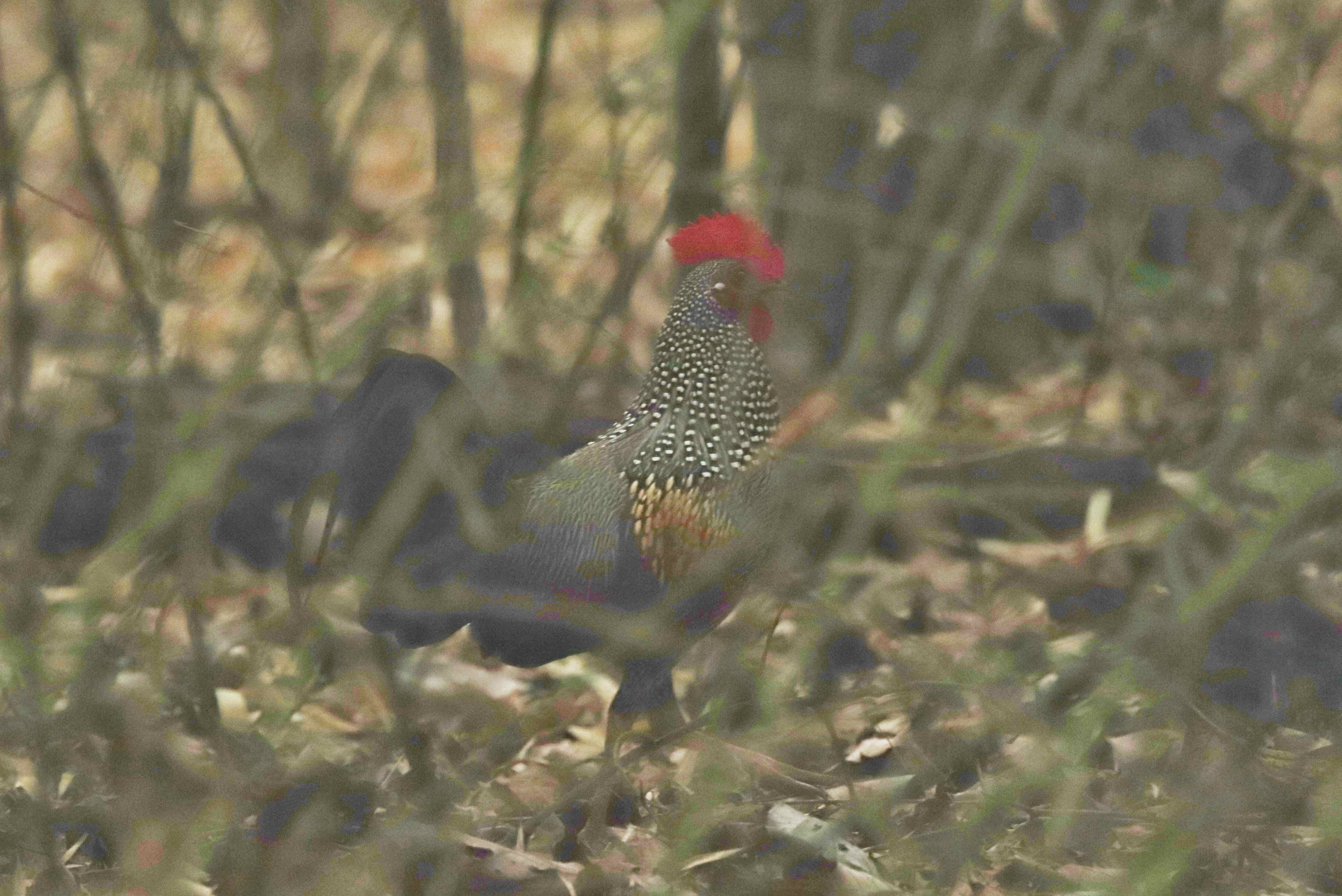 Grey Junglefowl