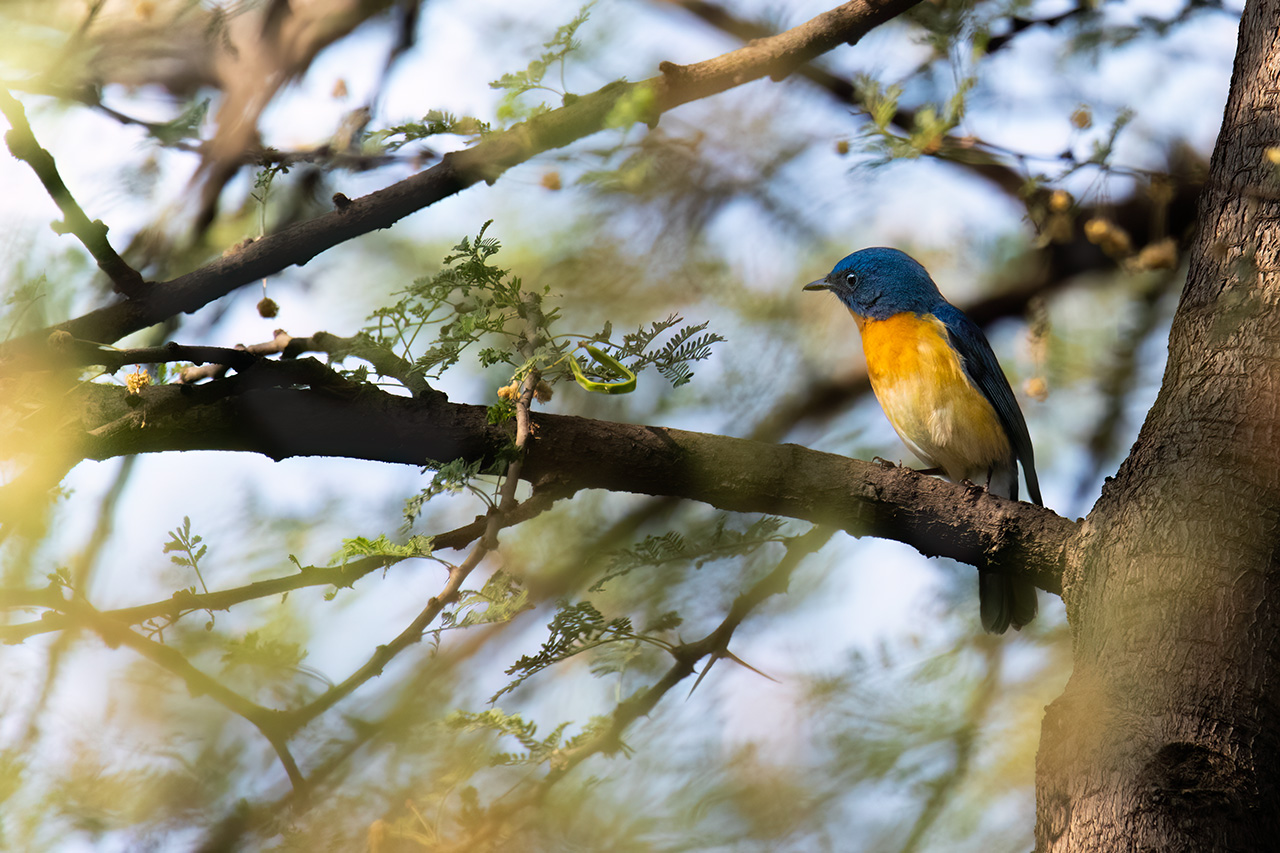 Tickell's Blue Flycatcher