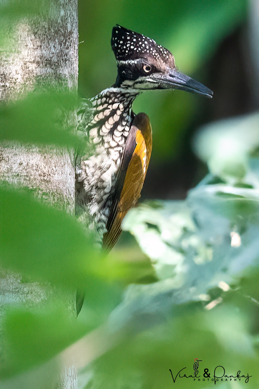 Greater Flameback