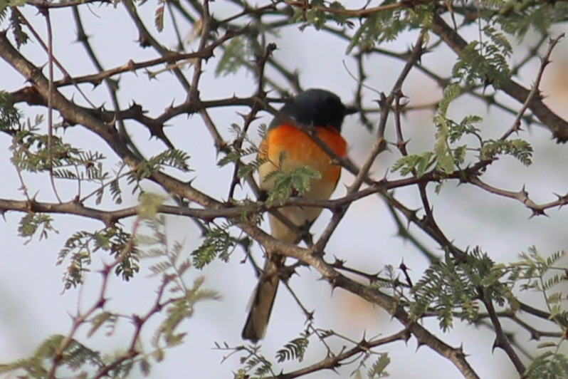 Small Minivet