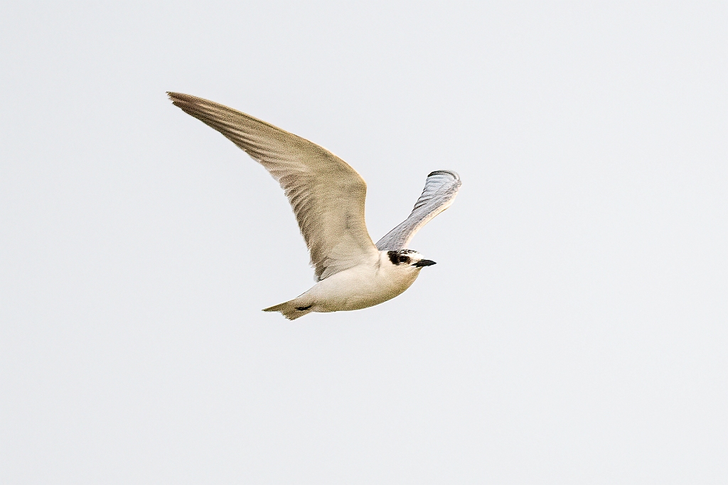 Gull-billed Tern
