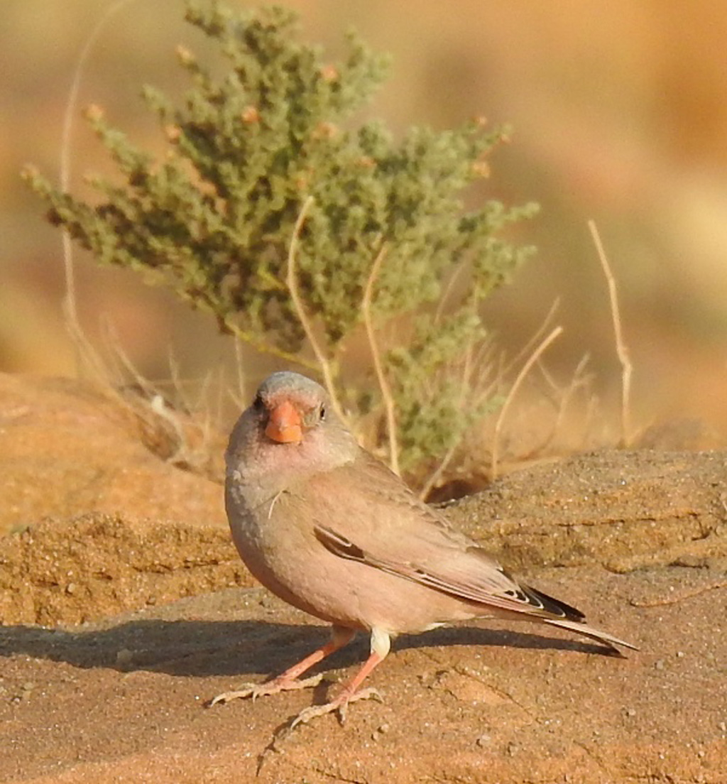 Trumpeter Finch
