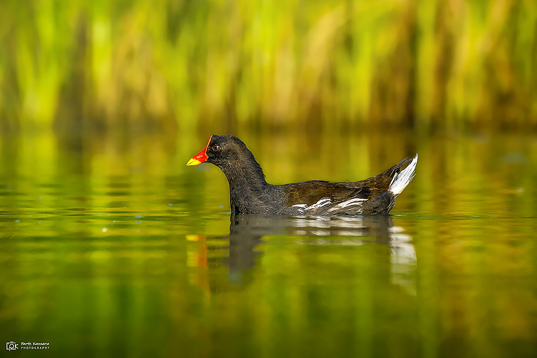 Common MoorHen