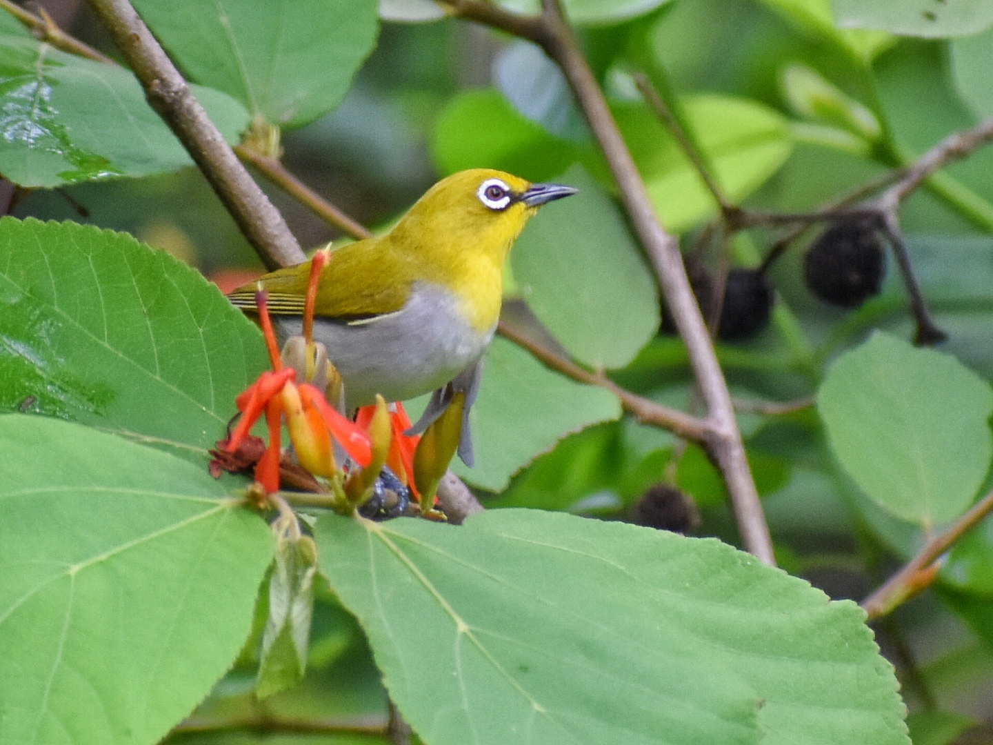 Oriental White-eye