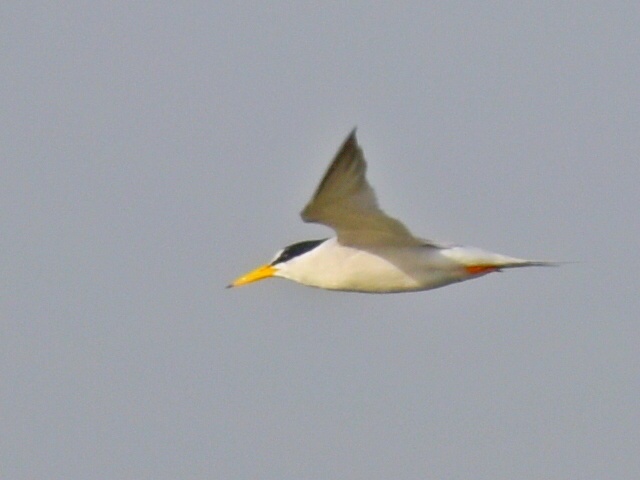 Little Tern