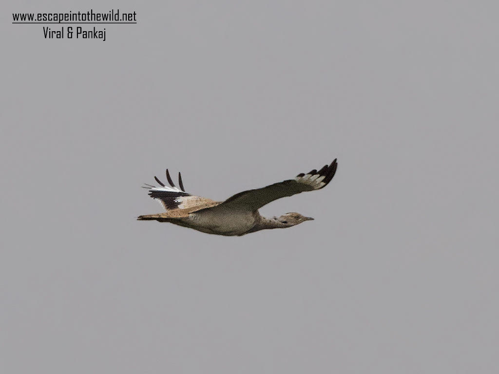 MacQueen's Bustard