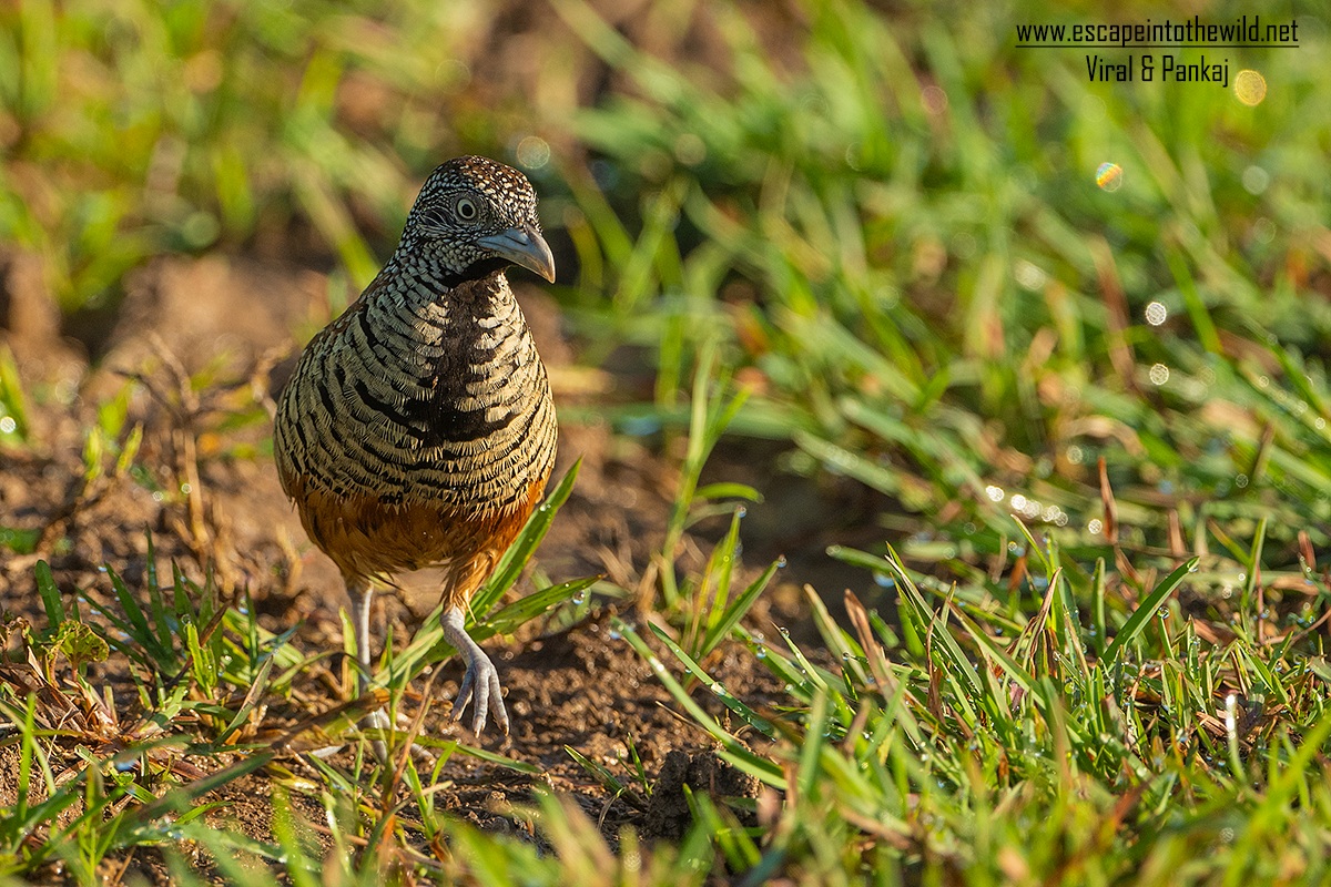 Barred Button Quail