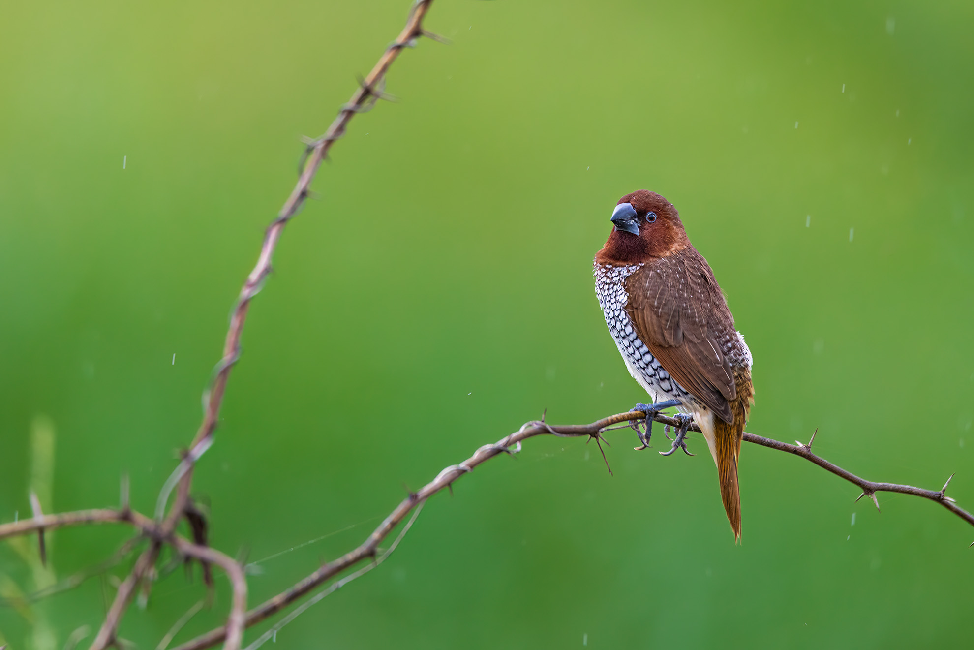 Scaly-breasted Munia