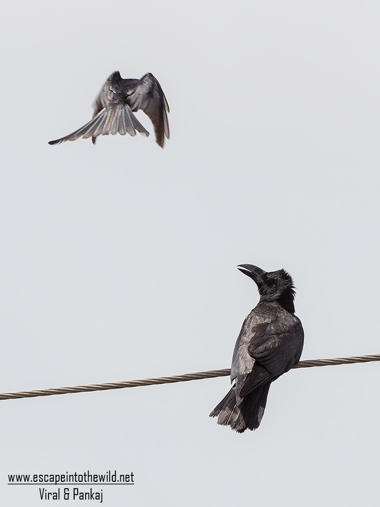 Large-billed Crow
