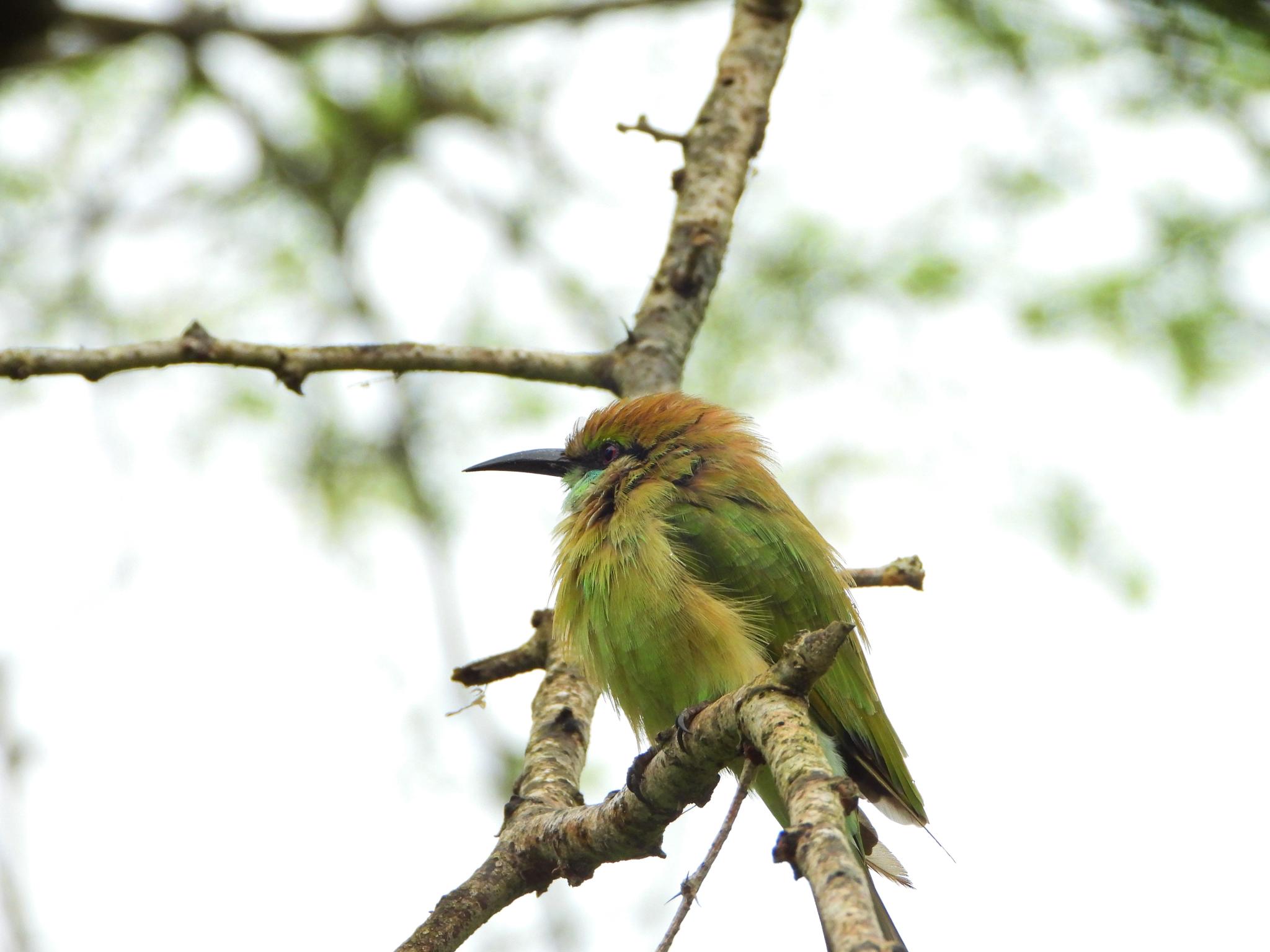 Green Bee Eater
