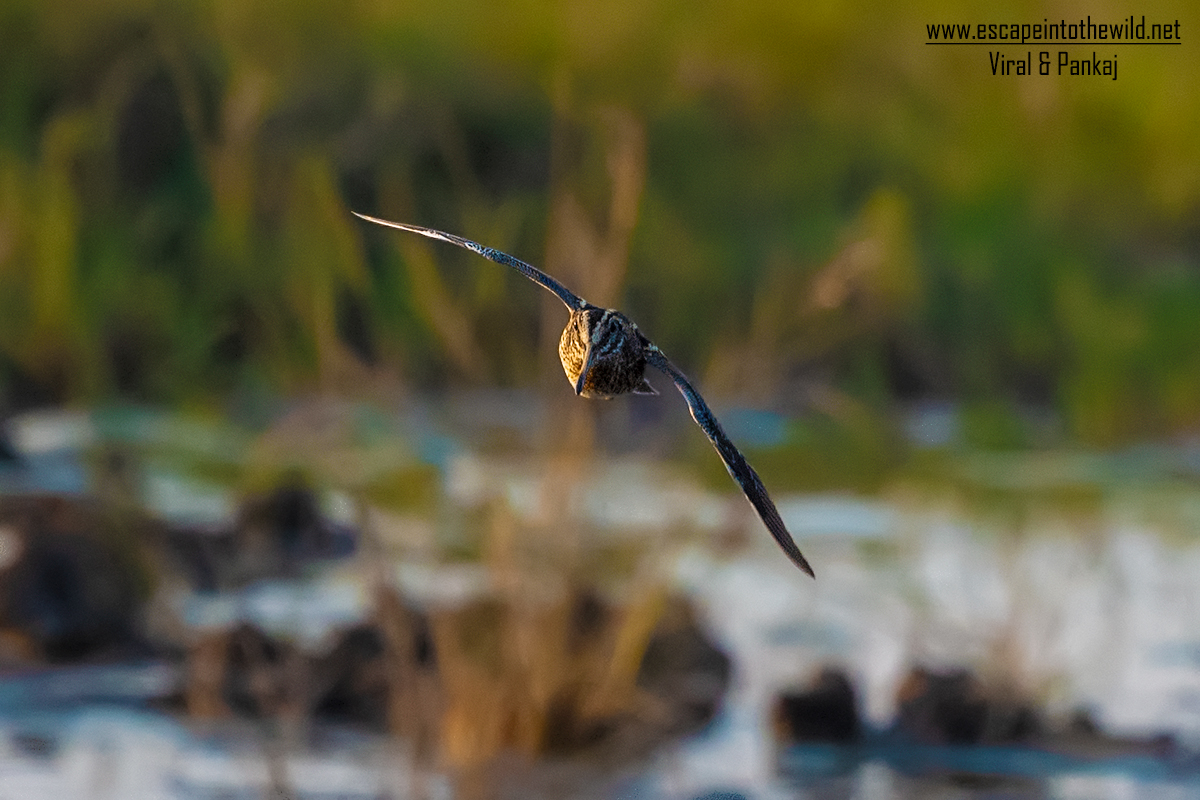 Jack Snipe