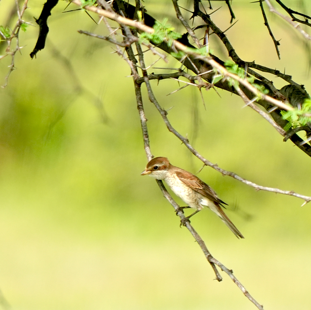 Red-tailed Shrike