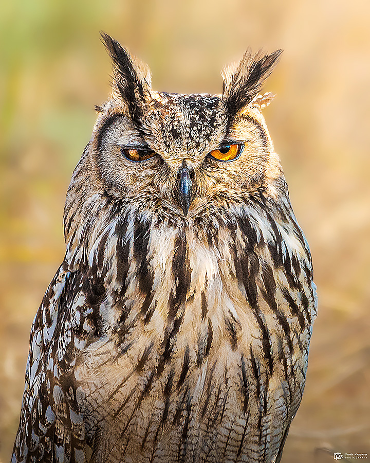Rock Eagle Owl 