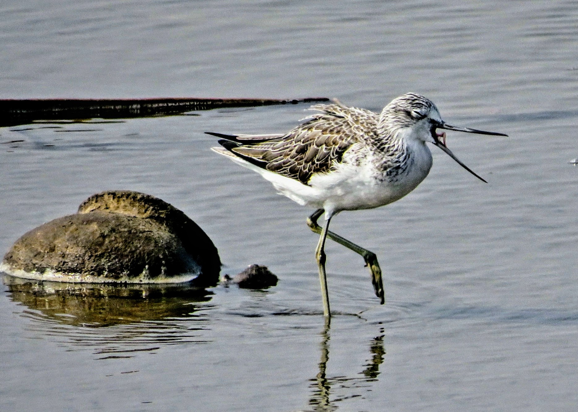 Common Greenshank