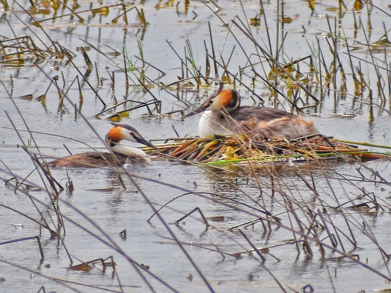 Great Crested Grebe