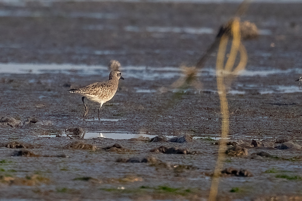 Pacific Golden Plover