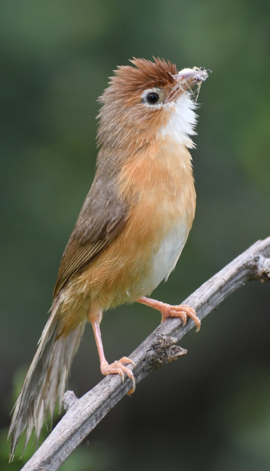 Tawny-bellied Babbler