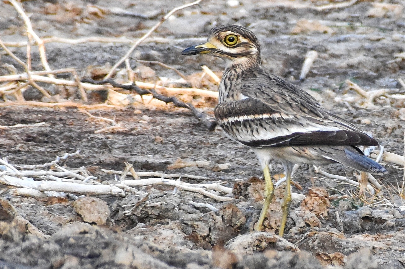Indian Thick-knee